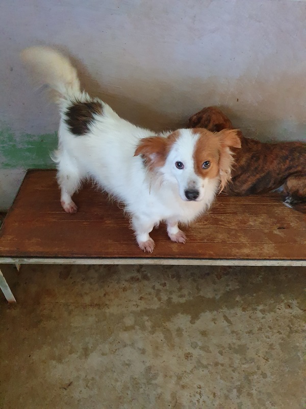 D’ARTAGNAN