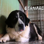 Bernarda ACL