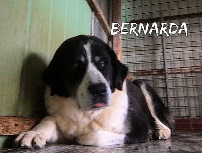 IMG-20191204-WA0139 Bernarda ACL