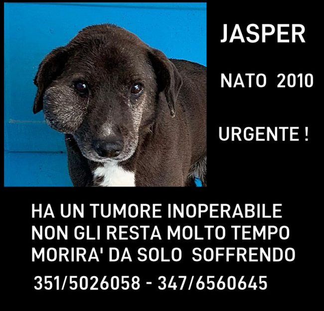 Immagine1