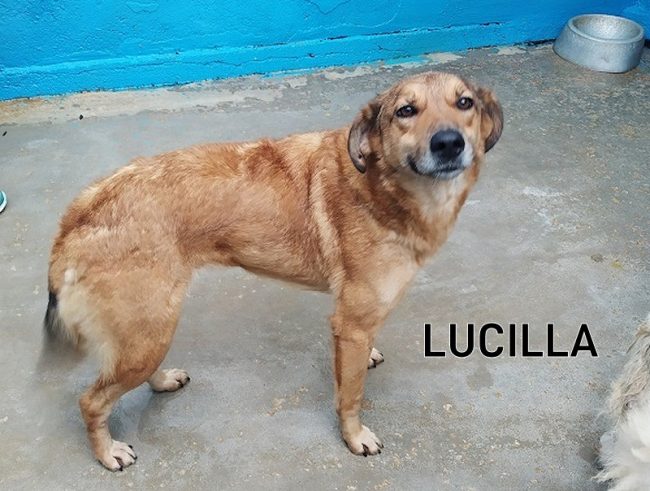 LUCILLA1-Copia