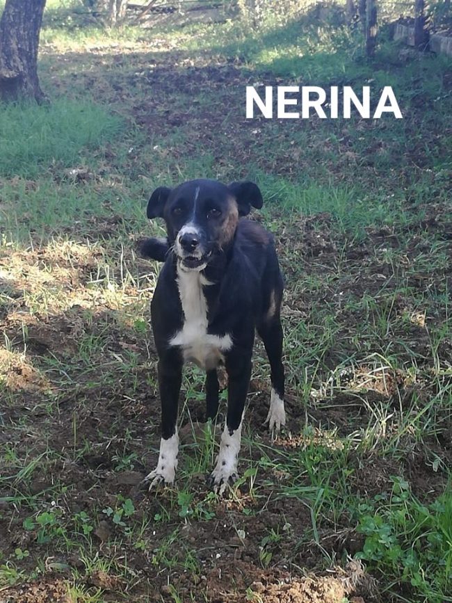 NERINA