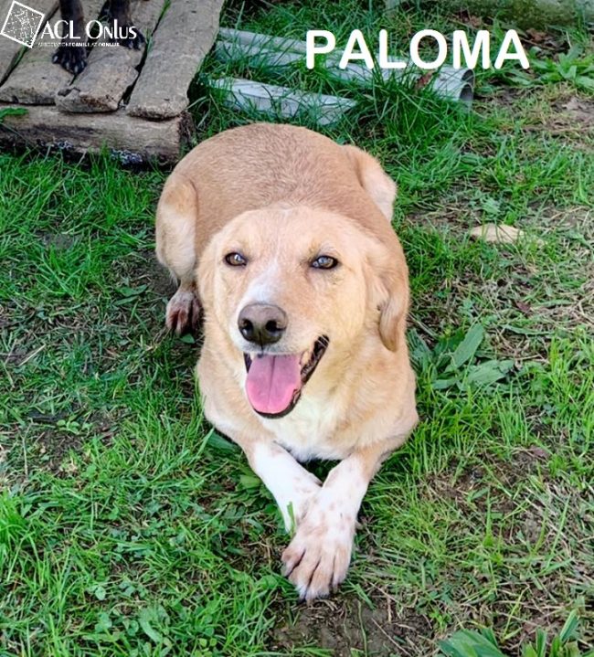Paloma100