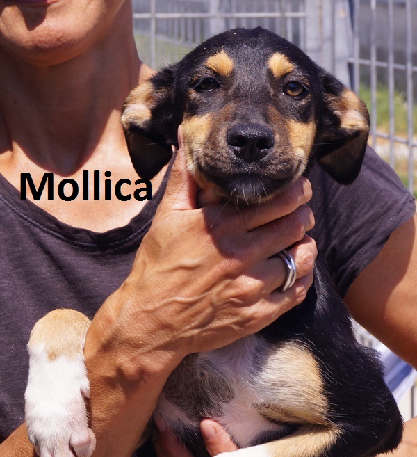 MOLLICA-CON-NOME