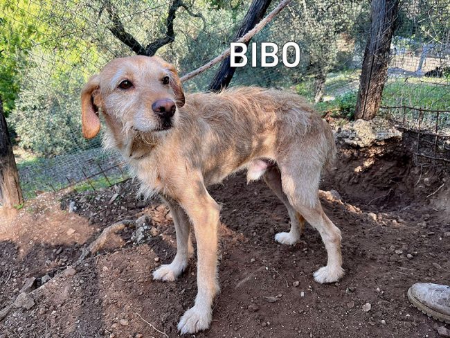 1 Bibo ottobre 2022