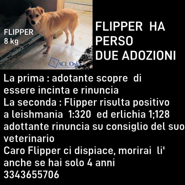 Flipper
