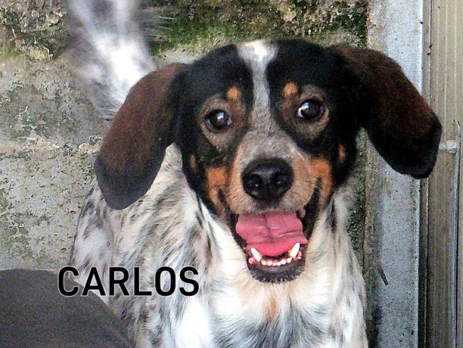 Carlos 10 ottobre 2020 04