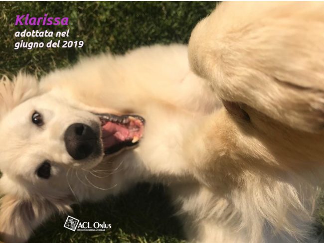 Klarissa 2019