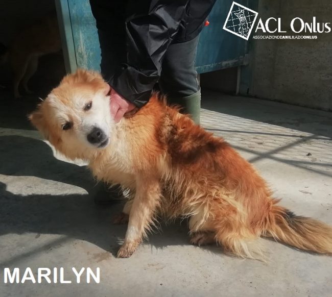 MARILYN10