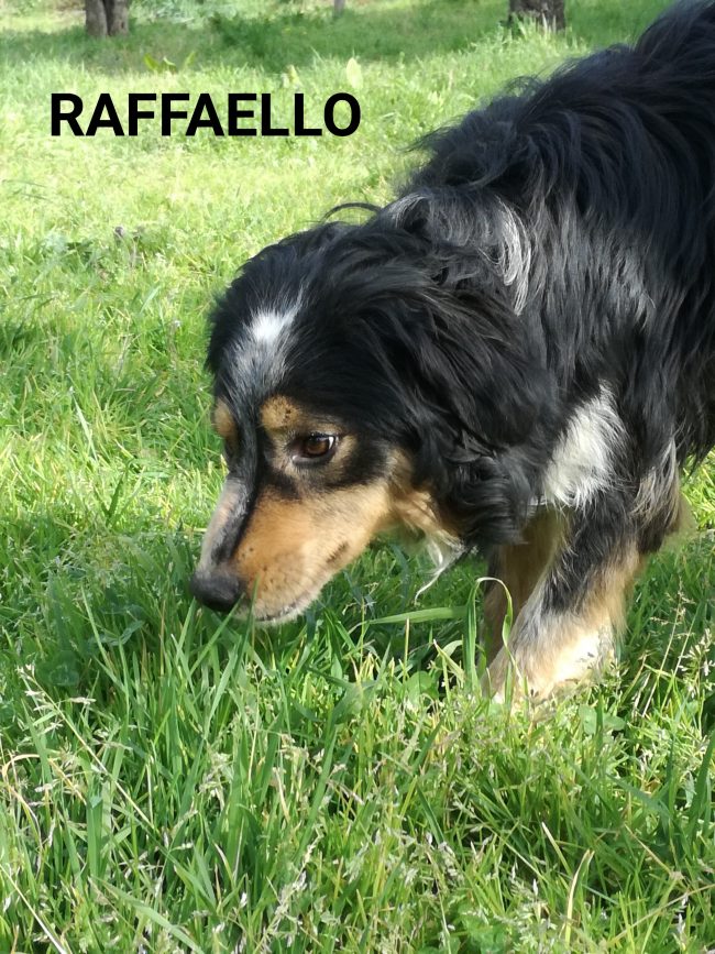 RAFFAELLO