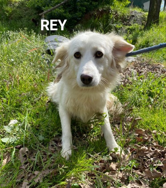 REY