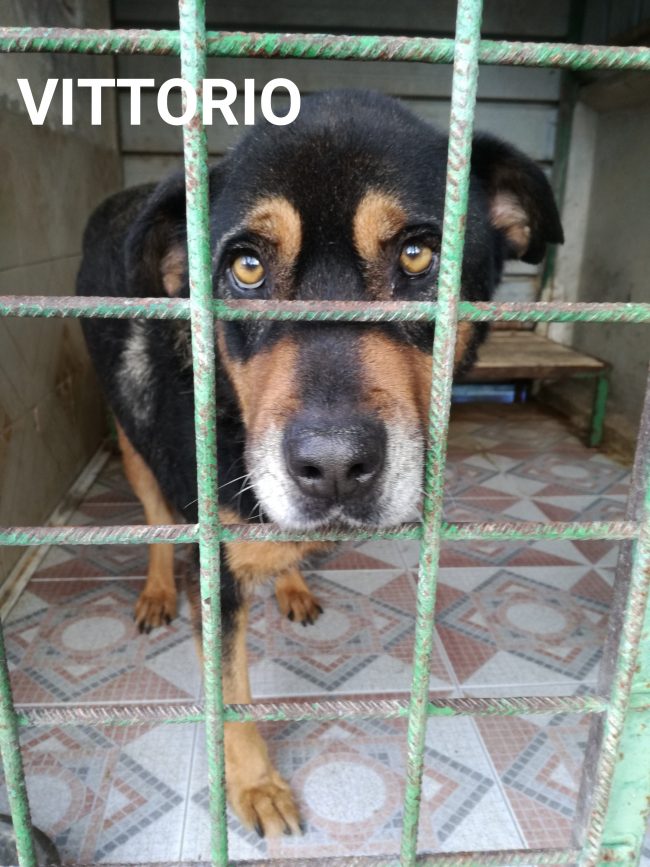VITTORIO
