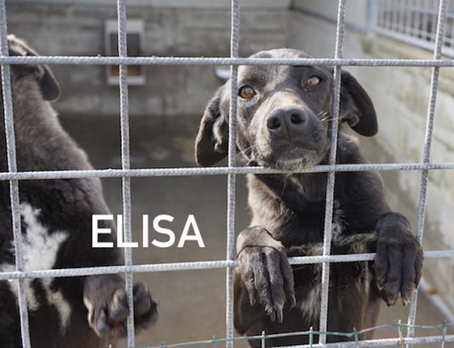Elisa3