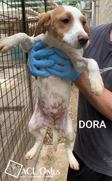 Dora