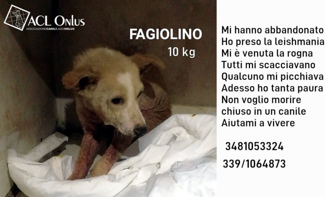 FAGIOLINO1
