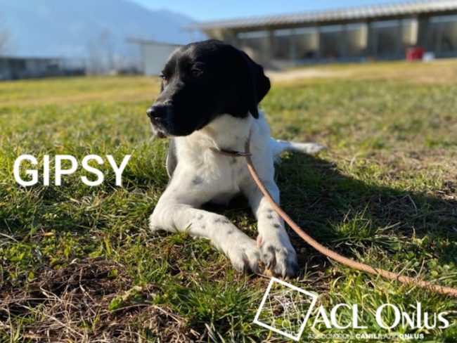 Gipsy logo