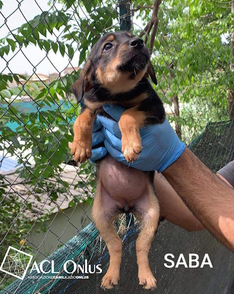 Saba