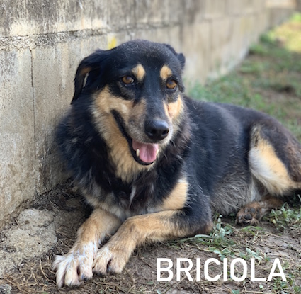 Briciola