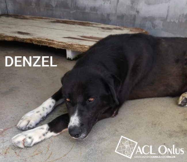 Denzel logo