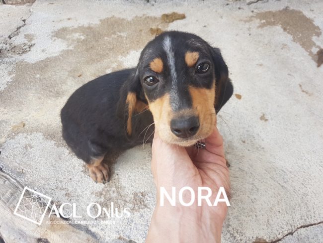 Nora logo