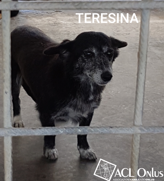 teresina