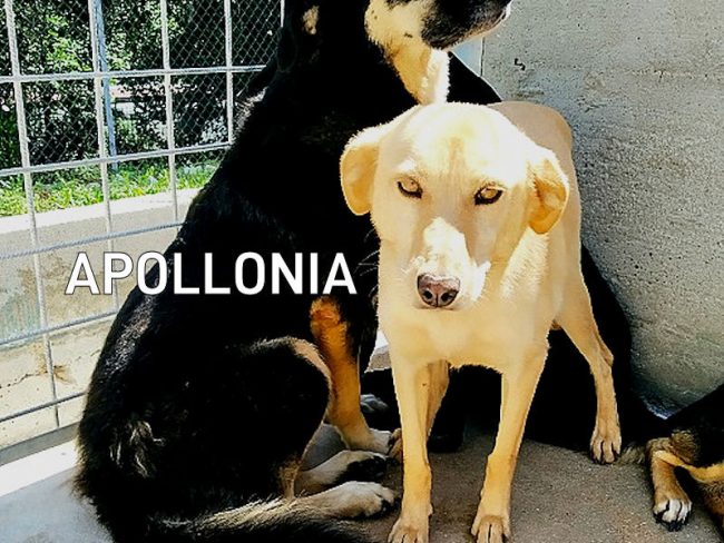 Apollonia 04b