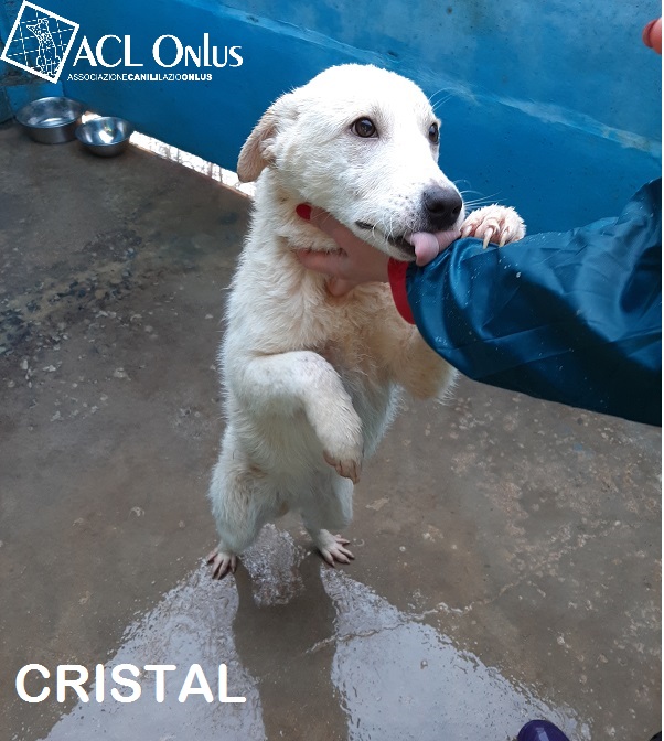 CRISTAL1