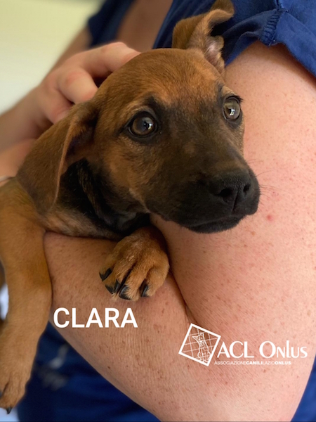 Clara logo 2
