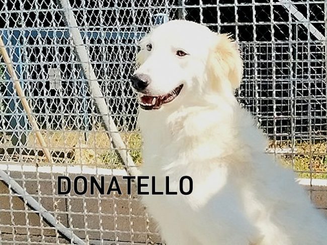 Donatello 06