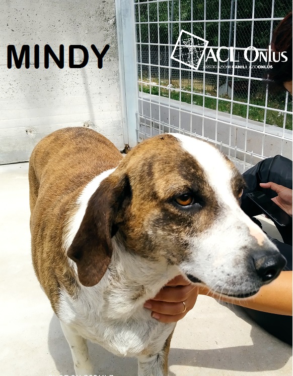 MINDY0