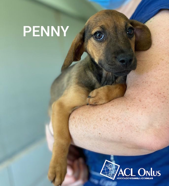 Penny logo nuovo