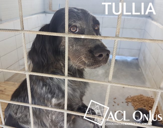 Tullia logo