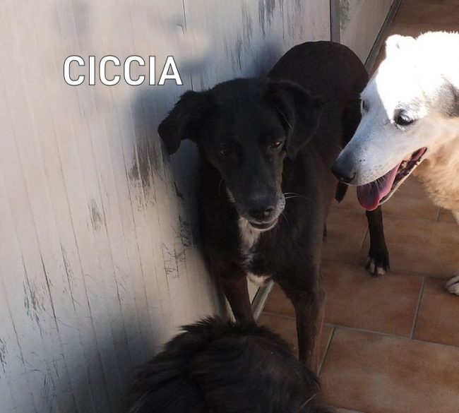12 maggio 2017 225a