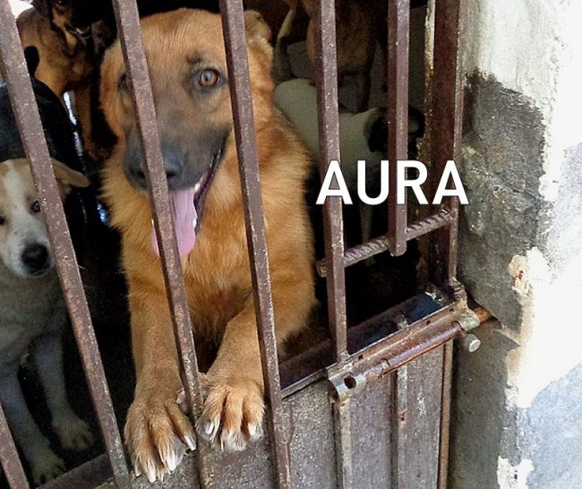 aura1