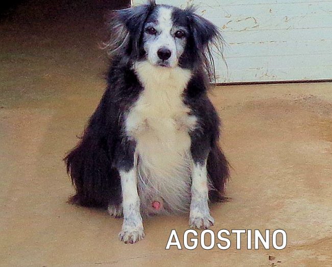 Agostino_box142_4