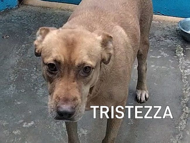 TRISTEZZA07