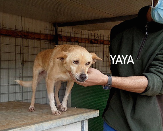 YAYA