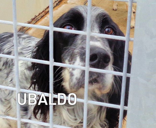ubaldo3
