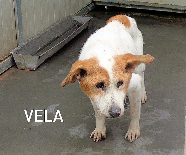 vela_box116_4A