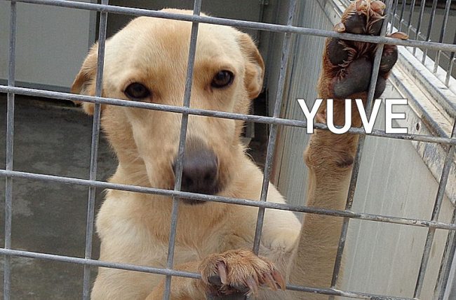 yuve1