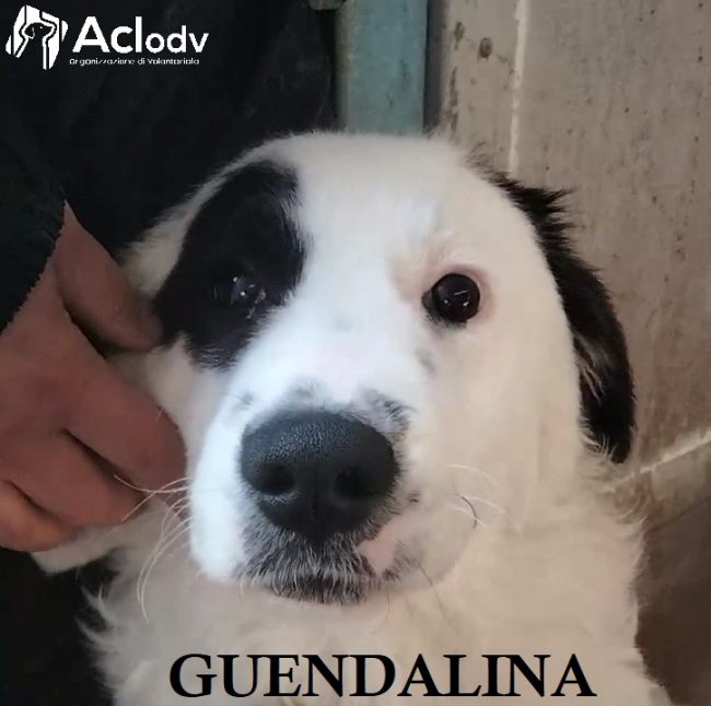 GUENDALINA