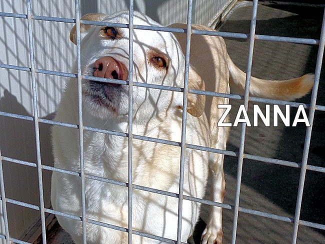 box63_0_Zanna
