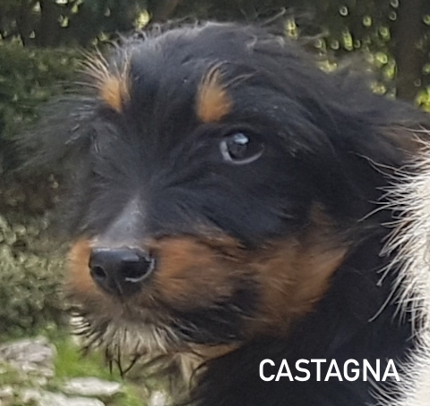 Castagna