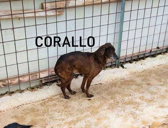 Corallo 8 marzo 2021 01