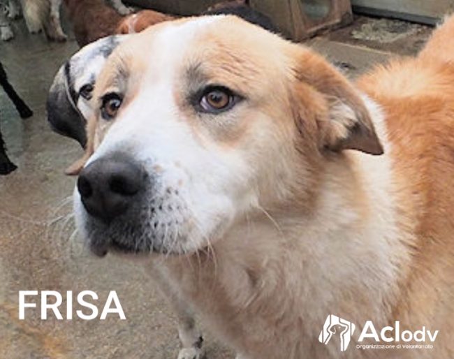 Frisa