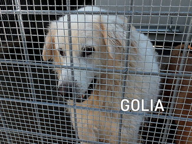 Golia ottobre 2020 03
