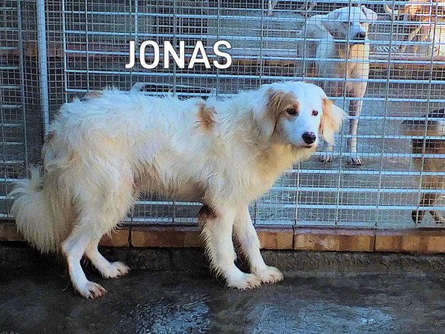 Jonas 10 ottobre 2020 00