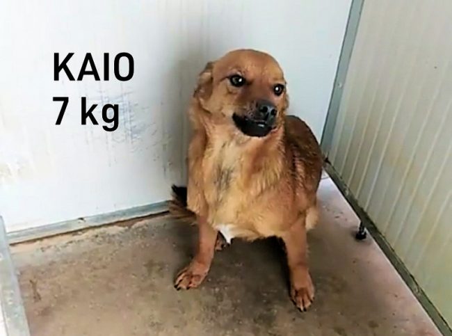 Kaio 1