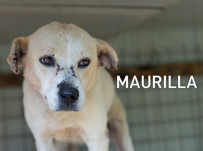 Maurilla4
