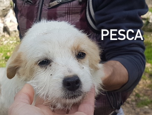 Pesca nome